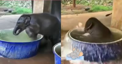 Video: Voi con đi tắm khiến người xem cười nghiêng ngả