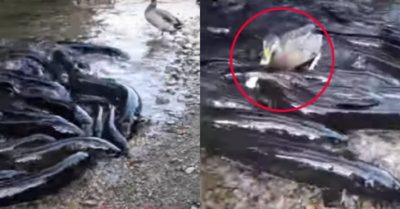 Video: Chú vịt tham lam tranh miếng thức ăn hiếm hoi của cá