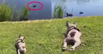 Video: Chú cún núp lùm đi bắt vịt