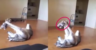 Video: Husky nghịch ngợm nằm chơi thú bông trên sàn nhà