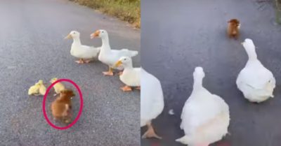 Video: Cún con chơi đùa cùng gia đình vịt thân thiện