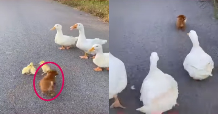 Video: Cún con chơi đùa cùng gia đình vịt thân thiện