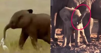 Video: Cười ngất với những chú voi con học “múa vòi”