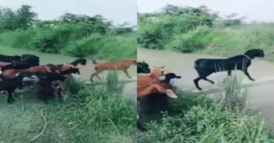 Video: Đàn dê sải bước qua cầu như các siêu mẫu chuyên nghiệp