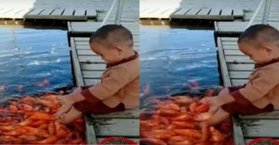 Video: Khung cảnh bình yên – bé con vui vẻ chơi đùa và cho đàn cá ăn