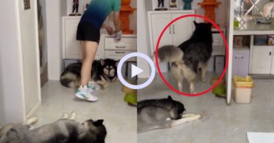 Video: Chó Husky bị chủ cho ăn đòn vì đồng loại ‘gắp lửa bỏ tay người’