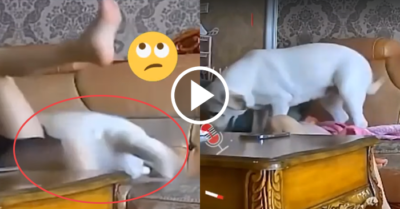 Cún cưng “dở trò quậy phá” đẩy chủ nhân rớt ghế sofa