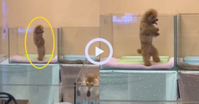 Video: Cún cưng đứng bằng 2 chân, nhún nhảy theo điệu nhạc