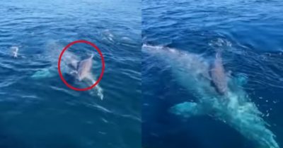 Video: Khoảnh khắc hiếm gặp – hai mẹ con cá voi chơi đùa cùng nhau
