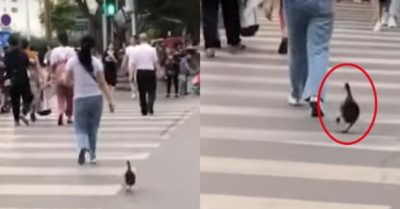 Video: Chú vịt có tướng chạy hài hước