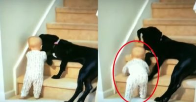 Video: Chú chó kiên quyết không cho cậu chủ nhỏ leo lên cầu thang