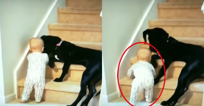 Video: Chú chó kiên quyết không cho cậu chủ nhỏ leo lên cầu thang