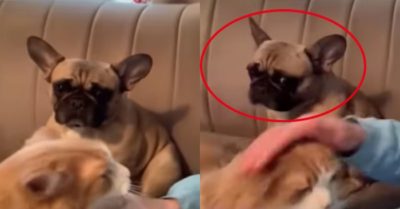 Video: Chú chó tủi thân vì tưởng chủ nhân hết thương mình