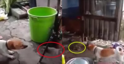 Video: Chú chó khốn đốn khi đối đầu với chuột