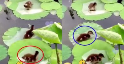 Video: Ba chú vịt con leo lên lá sen rỉa lông
