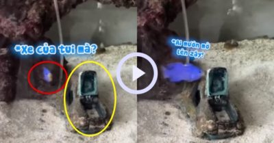 Video: Chú cá nổi quạu khi chủ đụng vào chiếc xe đồ chơi của mình
