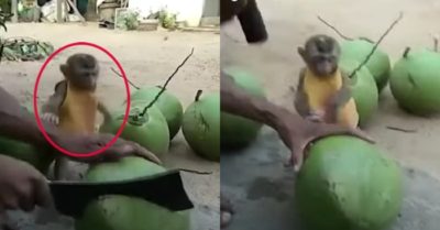 Video: Chú khỉ con lăng xăng tới lui xem chủ chặt dừa