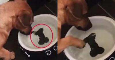 Video: Chú chó ngáo ngơ mãi không mò được khúc xương dưới chậu nước