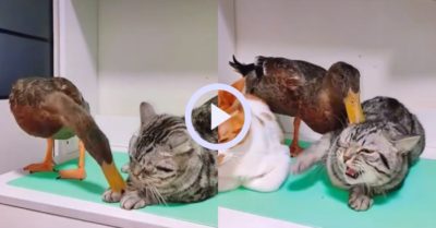 Video: Mèo chạy té khói khi bị vịt tấn công tới tấp