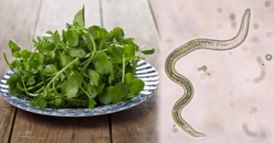 6 loại rau củ gây nhiễm ký sinh trùng nếu không được chế biến kĩ