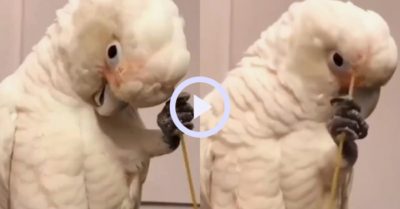 Video: Chú vẹt lông trắng biết dùng que gãi người
