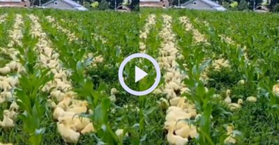 Video: Bầy ngỗng con giúp chủ nhổ cỏ trên cánh đồng ngô non