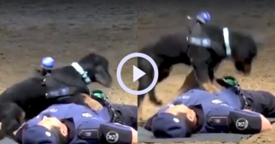 Video: Chú cún cố gắng hồi sức cấp cứu cho chủ nhân nằm bất động trên đất