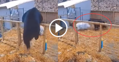Video: Gấu trèo rào bỏ chạy khi đụng độ 2 con heo trong chuồng