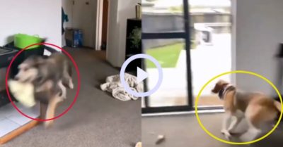 Video: Chú chó vừa chạy vừa la làng đuổi theo “tên trộm đồ”