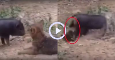 Video: Chú cún no đòn vì dám trêu chọc lợn