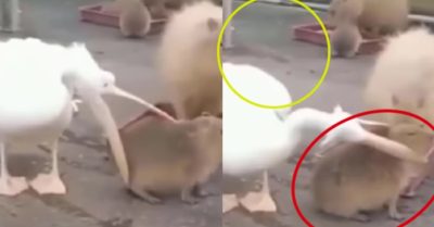 Video: Chuột ‘khổng lồ’ bình thản khi bồ nông định nuốt