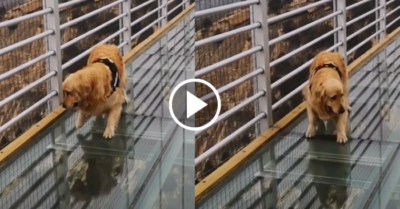 Video: Chú cún đi giật lùi trên cầu kính vì sợ độ cao