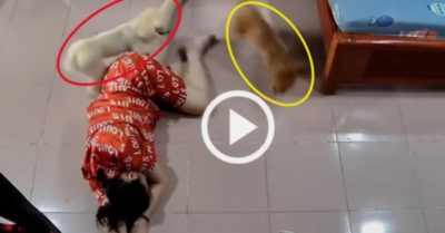 Video: Cô chủ thất vọng khi giả ngất để thử lòng cún cưng