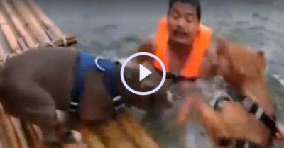 Video: Đôi chó pitbull hợp sức cứu ông chủ vờ chết đuối