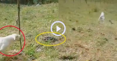 Video: Chó cưng hoảng hốt bỏ chạy như bay vì đụng phải “quái vật”