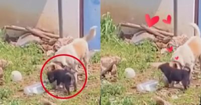 Video: Cún con mang thức ăn cho mẹ khiến cộng đồng mạng xót thương