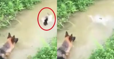 Video: Vịt qua mặt chú chó becgie dưới nước bằng chiến thuật bất ngờ