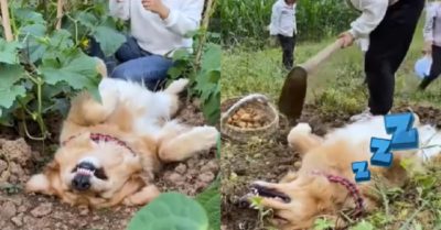 Video: Chú chó Gâu đần theo chủ ra đồng chỉ để nằm ngủ