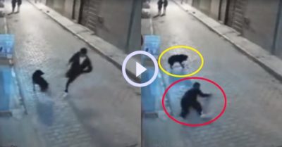 Video: Thanh niên lãnh đủ vì gây sự với chú chó