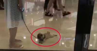 Video: Chú cún lầy lội ăn vạ cô chủ nhưng bất thành