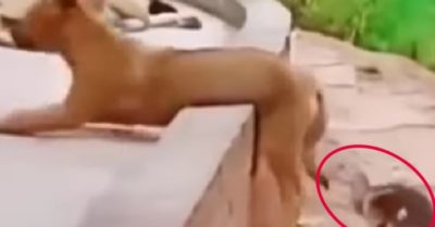 Video: Vịt làm phiền chú chó có tướng ngủ không giống ai