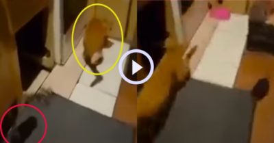 Video: Mèo sợ hãi bỏ chạy khi bị chuột tấn công
