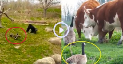 Video: Chú ngỗng đầu gấu cả gan bắt nạt tinh tinh và đàn bò