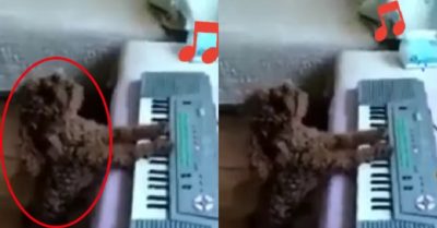Video: Chó cưng vừa đàn vừa hát cực phiêu khiến nhiều người thẫn thờ