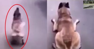 Video: Cún cưng bắt chước dáng đi của cá sấu