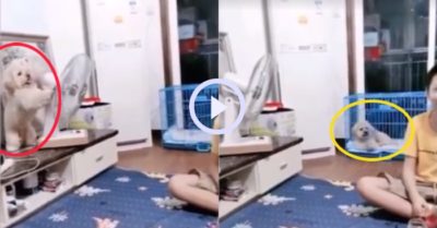 Video: Chó cưng ‘tinh quái’ chỉnh quạt về hướng mình nằm