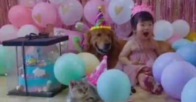 Video: Tình bạn đặc biệt của trẻ nhỏ khi nuôi thú cưng trong nhà
