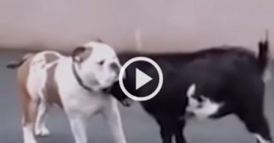 Video: Chú chó đứng hình dù bị dê tấn công