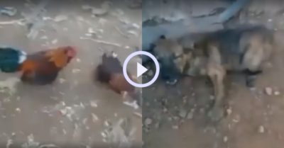 Video: Chú chó nhà no đòn khi xem chọi gà