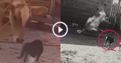 Video: Mèo tung cước bất ngờ khiến con bò ngã bật ngửa